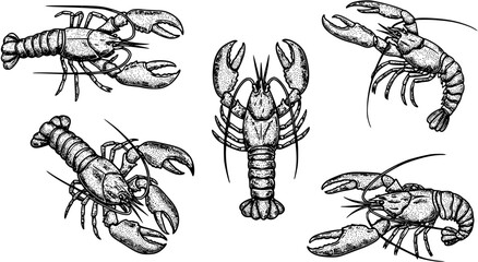 Vintage engraved lobster icon with ornate details, classic vector logo for traditional seafood markets and pubs 