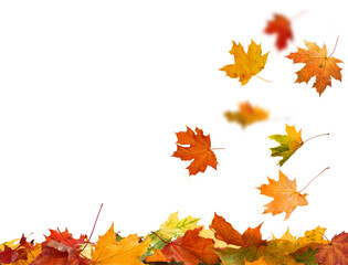 Falling autumn leaves isolated. Beautiful yellow,red,orange foliage. Vibrant fall colors. Maple leaves cut outs 
