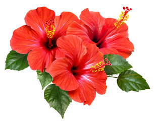 vibrant red hibiscus flowers and green leaves
