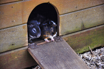 Urocze świnki morskie wychodzą ze swojego przytulnego, drewnianego schronienia, eksplorując światło dzienne. To zdjęcie ukazuje ciekawość i urok małych zwierząt w ich naturalnym środowisku.