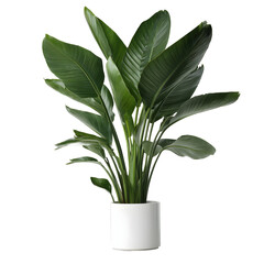 A beautiful indoor Strelitzia nicolai plant with broad, verdant leaves in a clean white cylindrical pot, isolated on a white studio background