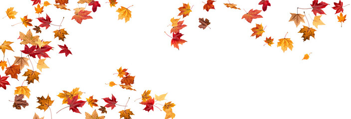 Falling leaves, autumn foliage on transparent background, beautiful background of orange and gold leaves. Vector maple leaf, png, flying foliage from tree. 