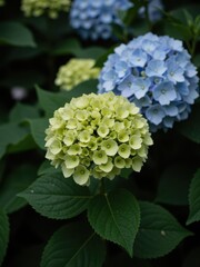 Blooming hydrangeas in a garden close-up photography nature vibrant colors peaceful environment