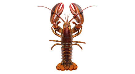 Isolated American lobster with claws raised, seen from above, macro studio shot of marine food