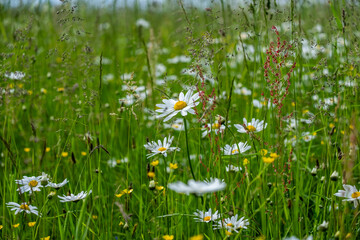 Vibrant wildflower meadow featuring white daisies and yellow blossoms swaying gently in the breeze, creating a serene and picturesque natural landscape
