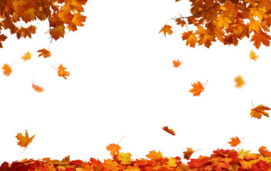  Isolated foliage. Maple autumn leaves. Fall leaf branch 