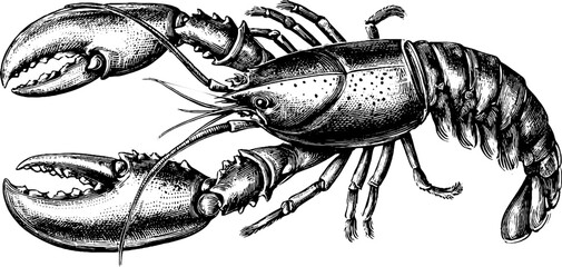 Vintage lobster illustration with detailed claws - perfect for nautical decoration or seafood menu design