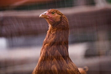 Brązowa kura w zagrodzie