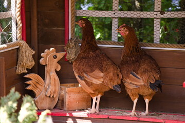 Dwie kury obok drewnianej ozdoby koguta