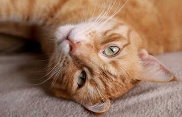 Rudy kot leżący na łóżku – spokojny domowy pupil w naturalnym świetle