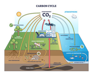 The carbon cycle shows CO2 movement through plants, animals, and the atmosphere, highlighting respiration, photosynthesis, and combustion, transparent background.
