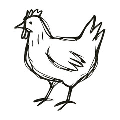 PNG Simple sketch of chicken.