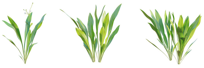 Echinodorus tenellus tree plan, top view, cutout, transparent background, isolate, Vibrant green aquatic plants ready for aquarium design projects