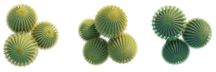 Echinocactus grusonii trees plan, top view, cutout, transparent background, isolate, Vibrant barrel cacti cluster, unique desert plants, isolated subjects