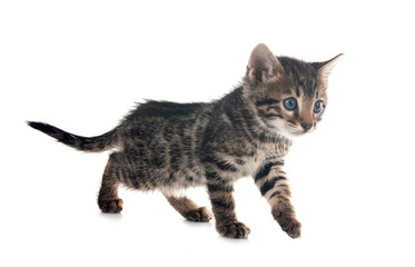 bengal kitten in studio