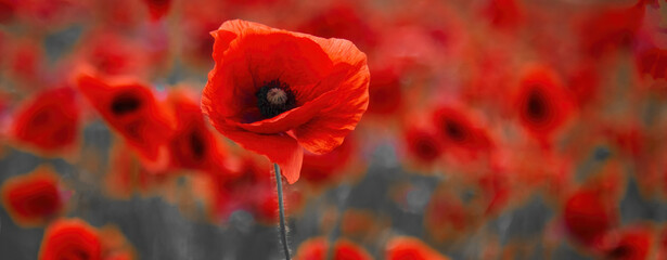 World War remembrance day. Red poppy is symbol of remembrance to those fallen in war