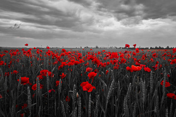 World War remembrance day. Red poppies in the field. Background imagery for remembrance or armistice day