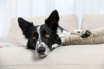 Cute Border Collie dog with plaid on sofa indoors
