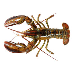 Fresh Whole lobster Seafood Top View isolated on transparent background