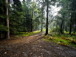 Piękno jesiennej puszczy widziane w wieczornych godzinach.Koloryt jesiennego lasu widziny wieczorową porą nastraja radością i dostarcza niezapomnianych przeżyć.