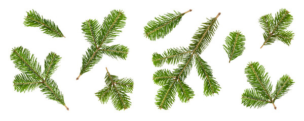 Set of green fir tree, pine or spruce branches isolated on a transparent background, PNG. High resolution. Natural evergreen elements for Christmas and winter decoration design.