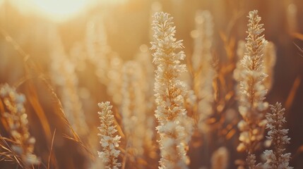 Golden hour sunlight illuminates tall, slender, light-beige wildflowers in a field.
