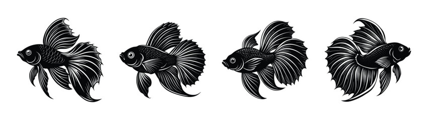 Beautiful black betta fish illustration set aquarium fish pet fish aquatic animal drawing vector art