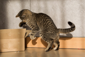 Wesoły mały szary kot bawiący się szarym pudełkiem