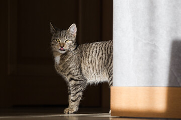 Wesoły mały szary kot bawiący się szarym pudełkiem