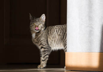 Wesoły mały szary kot bawiący się szarym pudełkiem