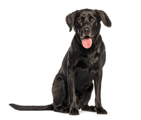 Black labrador retriever sitting and panting on white background