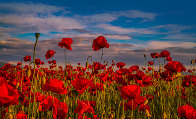 Anzac day banner. Remember for Anzac, Historic war memory. Anzac background. Poppy field, Remembrance day, Memorial in New Zealand, Australia, Canada and Great Britain. Red poppies.