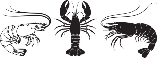 Three vintage style illustrations of crustaceans including shrimp and a lobster