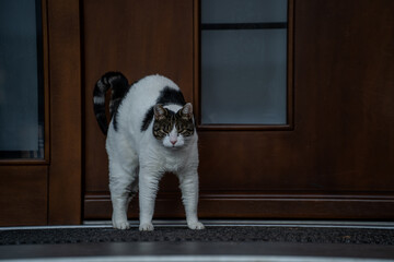 Kot stojący przed drzwiami – domowy kot z wygiętym grzbietem na progu wejścia