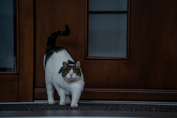 Kot wychodzący z domu – domowy kot z podniesionym ogonem przed drewnianymi drzwiami