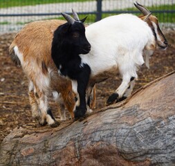 Dwie karłowate kozy stoją na pniu i konarach drzewa, pewnie balansując. Nietypowa, zabawna scena przyciąga wzrok i pokazuje zwinność tych zwierząt w naturalnym otoczeniu.