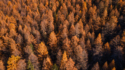 beautiful autumn forest background, yellow larch trees from above, aerial fall landscape