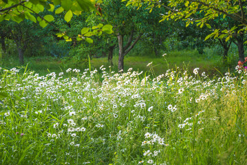 Beautiful meadow with white daisy or marguerite flowers in a summer garden