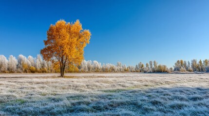 Serene november morning: a tranquil dance of frost and fall colors. Clean layout. Crisp morning in november: a pure autumn meadow with frost. Blank background. Copy space.