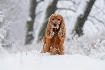 Portret rudego cocker spaniela siedzącego na śniegu w zimowej scenerii, z miękkim naturalnym światłem i spokojnym, nastrojowym klimatem.