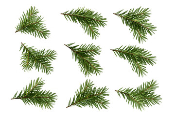 set of christmas fir branches isolated on white