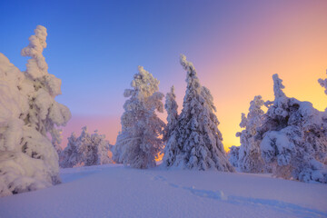 Nature in the north. Snowdrifts with fluffy snow. Winter wonderland. Trees covered with snow. Winter landscape during bright sunrise. Natural landscape. Background, wallpaper, postcards.