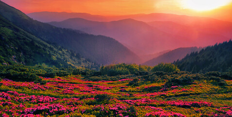 unbelievable blooming red pink rhododendrons flowers, spectacular morning dawn scene in mountains...exclusive - this image is sell only on Adobe stock