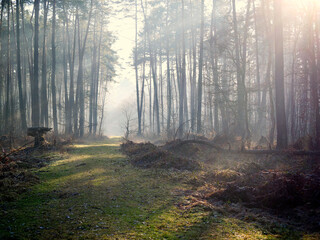 Grudniowy dzień w leśnej ostoi z mgłą i skąpym światłem. W mglistym z pozoru szarym grudniowym dniu natura pozwala się zachwycać niecodzienną scenerią poranka.