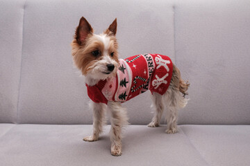 Pies w świątecznym sweterku na kanapie