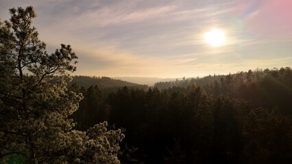 Zachód słońca, drzewo i las