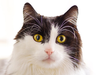 Portret czarno-białego długowłosego kota o żółtych oczach na jasnym tle