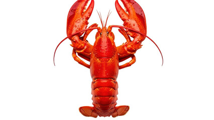 Red boiled lobster isolated on white background, fresh cooked whole lobster with claws, gourmet seafood shellfish for restaurant menu design