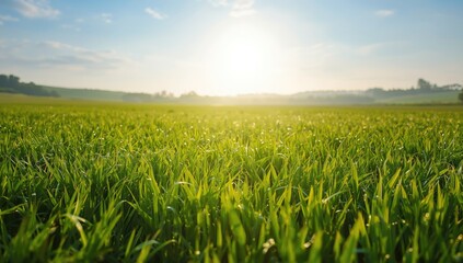 Cultivated farmland in early summer, suitable for environmental planning and sustainable agriculture