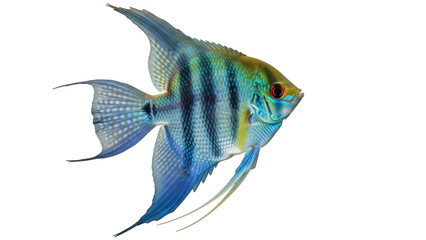 Isolated angelfish swimming, blue striped fish, exotic freshwater aquarium pet, Pterophyllum scalare
